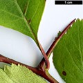 SpeciesSub: var. wellsii